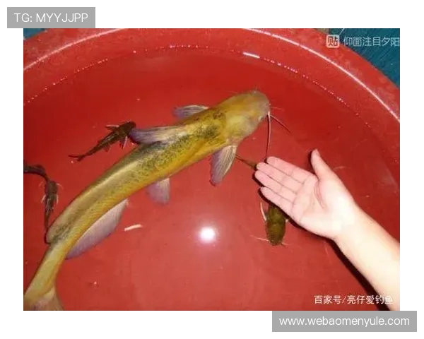 博鱼真人直播互动体验提供逼真的现场互动环境让玩家享受如临其境的娱乐体验 博鱼真人直播互动体验提供逼真的现场互动环境让玩家享受如临其境的娱乐体验